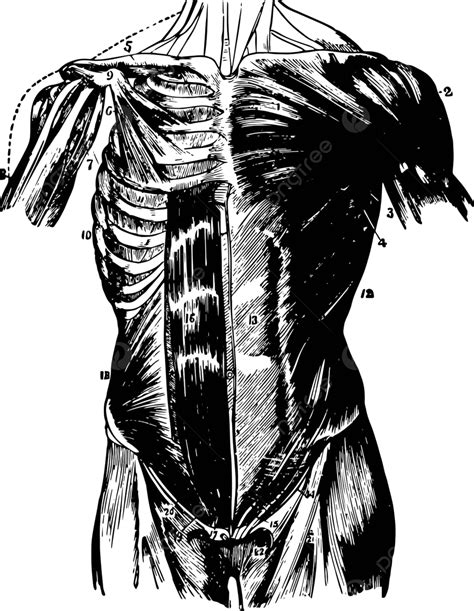 Muscles Of The Abdomen Vintage Illustration Black Muscles White Vector