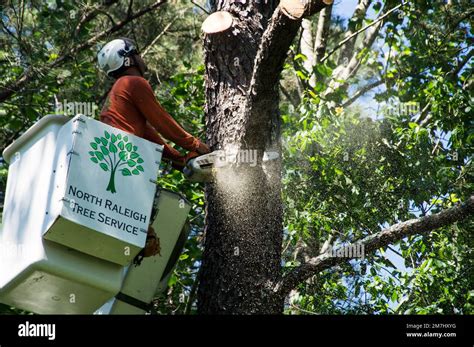 Tree Cutter Cutting A Big Limb Off A Tree Nc State 2017 Stock Photo