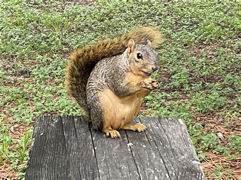 Fat Fuck Eating Stolen Banana Bread R Fatsquirrelhate