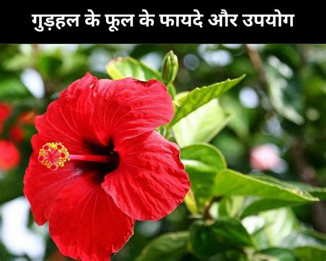 10 Benefits And Uses Of Hibiscus Flower In Hindi गुड़हल के फूल के 10