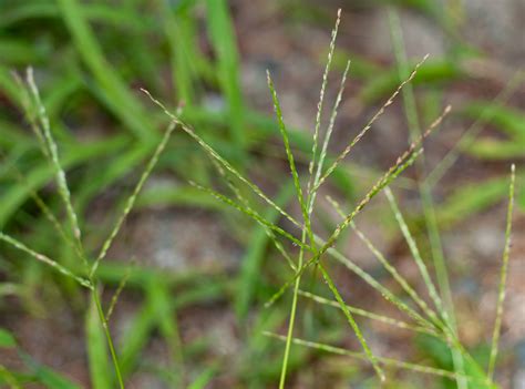 Digitaria sanguinalis (Large crabgrass)