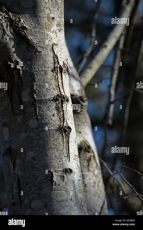 Woodland View Stock Photo Alamy