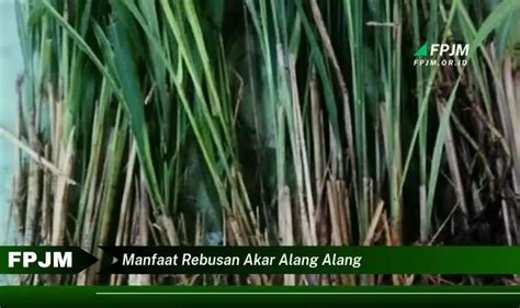 Intip 6 Manfaat Rebusan Akar Alang Alang Yang Wajib Kamu Ketahui