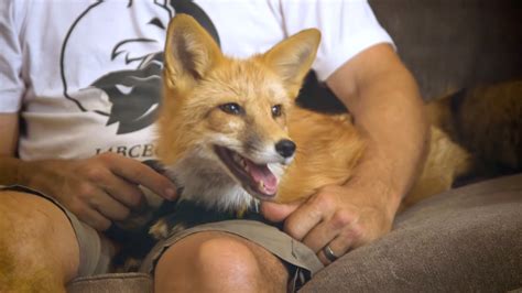 worlds  genetically domesticated foxes
