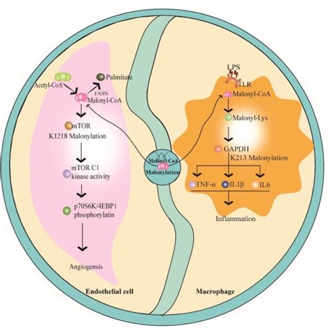 Production Of Malonyl Coa And Its Regulation In Malonylation Glucose