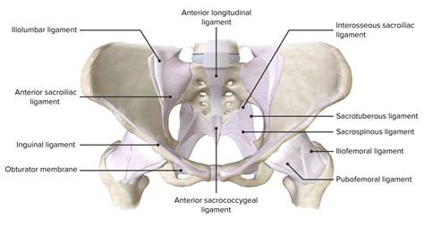 Arcaico Contribuir Mientras Anatomia Cintura Pelvica Arena Cadena Imposible