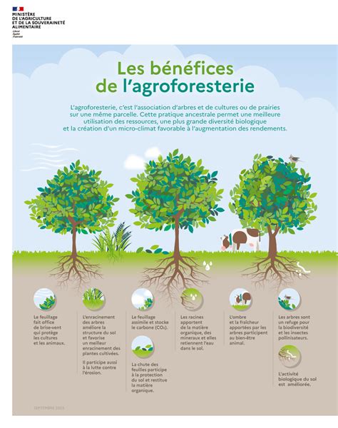 Infographie Les B N Fices De L Agroforesterie Minist Re De L