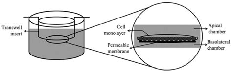 Culture of Caco-2 cell monolayer. | Download Scientific Diagram