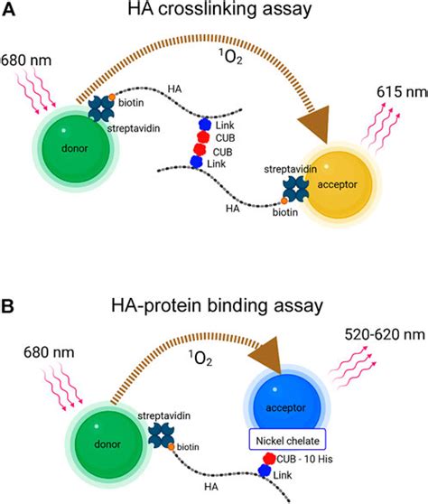 Frontiers Noncovalent Hyaluronan Crosslinking By Tsg Modulation By