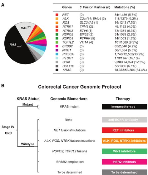 Colon Cancer Colorectal Oncology Development Of A