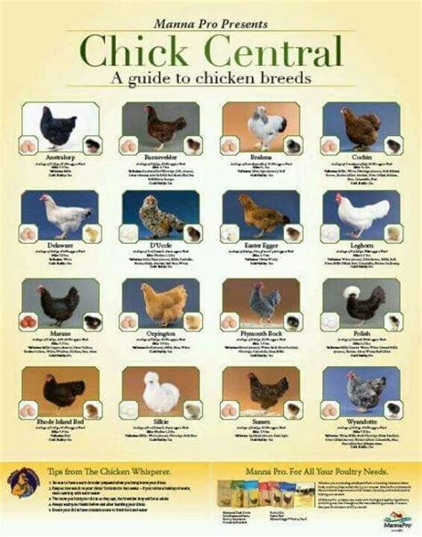 Chickens Laying Chickens Breeds Chicken Breeds Egg Laying Chickens