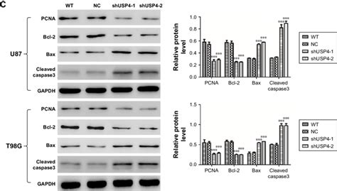 silencing of UsP4 promoted cell apoptosis in gBM cell lines. Notes: (A ... 