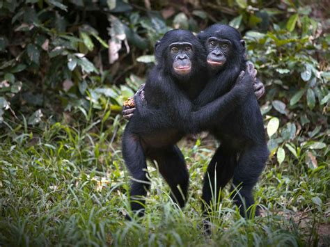 Bonobos And Chimps What Our Closest Relatives Tell Us About Humans