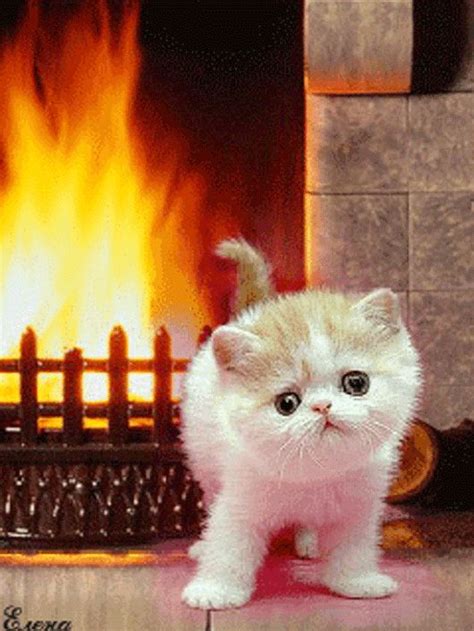 Анимированное фото | Очаровательные котята, Милые котики, Кошки и ...