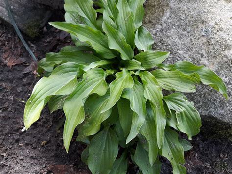Small Size Border Hostas 3 Plants Assorted Varieties Etsy