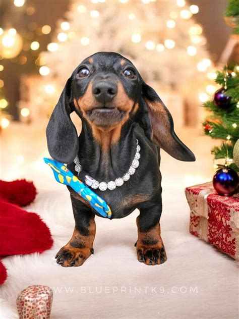 Dachshund Puppies For Sale