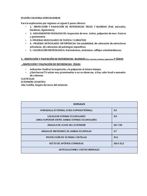 Manual Columna Dorsolumbar Pdf La Columna Vertebral Tórax