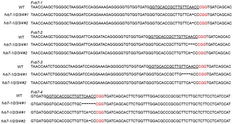 Plants | Free Full-Text | An Efficient Agrobacterium-Mediated Genetic