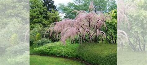 Тамариск или Гребенщик ветвистый купить в Санкт-Петербурге | Товары для ...