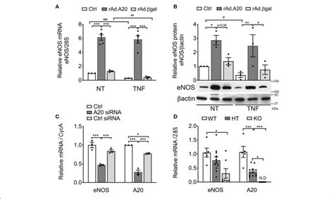 | Overexpression of A20 in human coronary artery endothelial cells ...