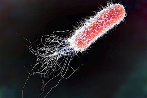 Diagnosis And Treatment For E Coli Infection