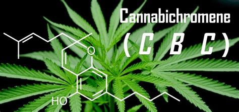 Unveiling Cannabichromene Cbc A Closer Look At Cannabis Chemistry