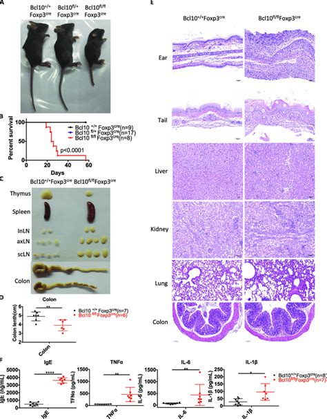 Bcl Deficiency In Treg Cells Leads To Lethal Autoimmune Inflammation