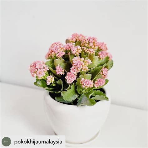 how to care for kalanchoe plants