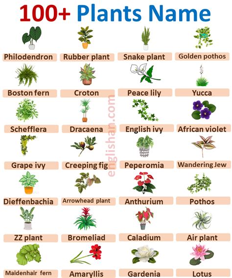 100 Plants Name Scientific Names Of Flowers Common House Plants