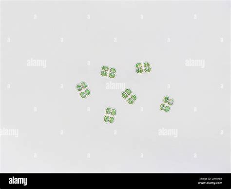 Chroococcus Sp Algae Under Microscopic View Cyanobacteria Stock Photo