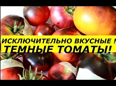 ИСКЛЮЧИТЕЛЬНО ВКУСНЫЕ ТЕМНЫЕ ТОМАТЫ, ОТБОР САМЫХ ВЫДАЮЩИХСЯ СРЕДИ 7 ...