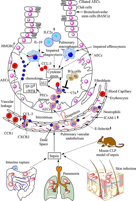 Frontiers Pulmonary Innate Immune Response Determines The Outcome Of