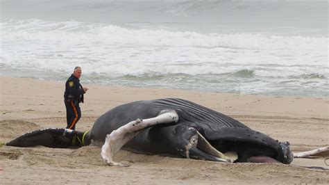2 Dead Humpback Whales Seen Floating Off Coast of New York - The New