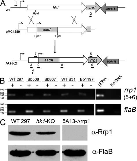 (A) Strategy for inactivation of hk1 . The hk1 coding sequence plus ...