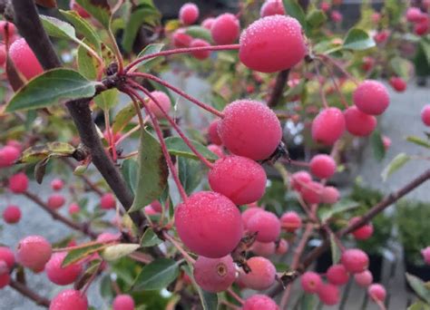 Купить Яблоня гибридная "Бренди Мейджик" (Malus hybrida 'Brandy Magic ...