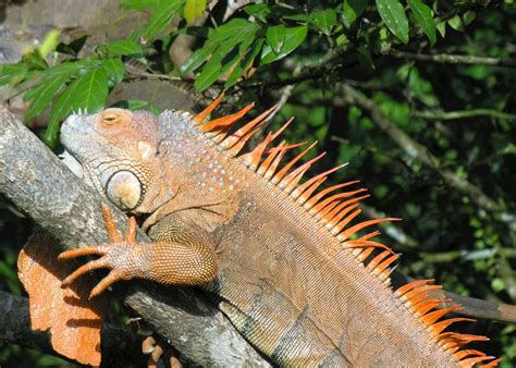 Visit Tortuguero And The Caribbean Coast Audley Travel