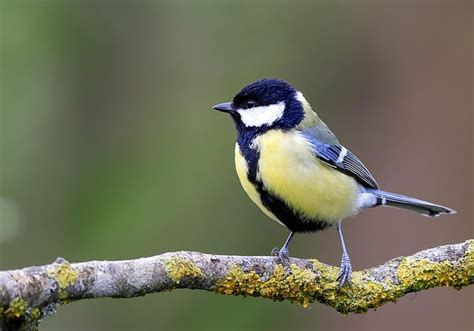 Free Tits Nature Images Pixabay
