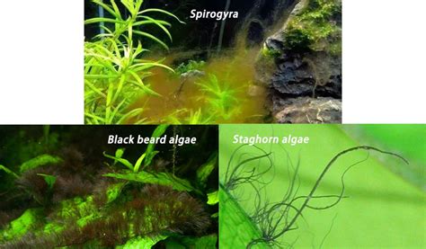 Freshwater Aquarium Algae