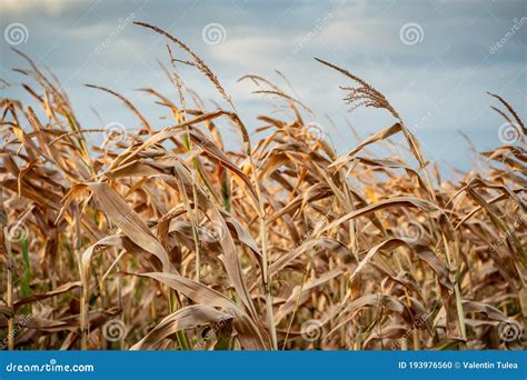 Drought Disaster Bad Corn Corn Field Agronomy Harvest Stock Photo