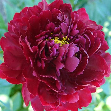 Пионы Черный Жемчуг: описание сорта, характеристики, особенности ...