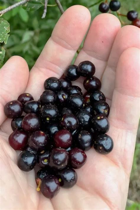 Buy Wild Black Cherry Tree (Prunus serotina)| FREE SHIPPING |Wilson ...