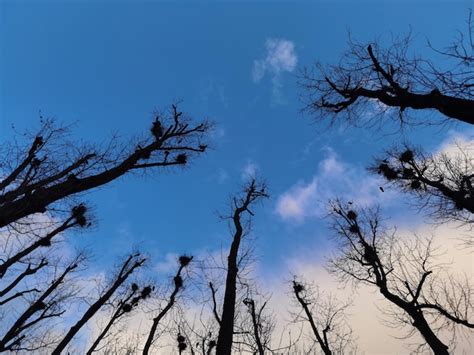 Premium Photo Naked Branches Of A Tree Against Blue Sky Close Up