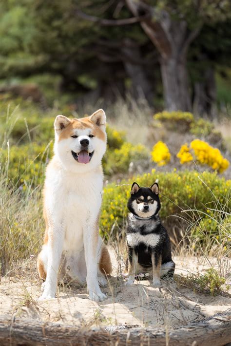 Cual Es La Diferencia Entre Un Shiba Inu Y Un Akita