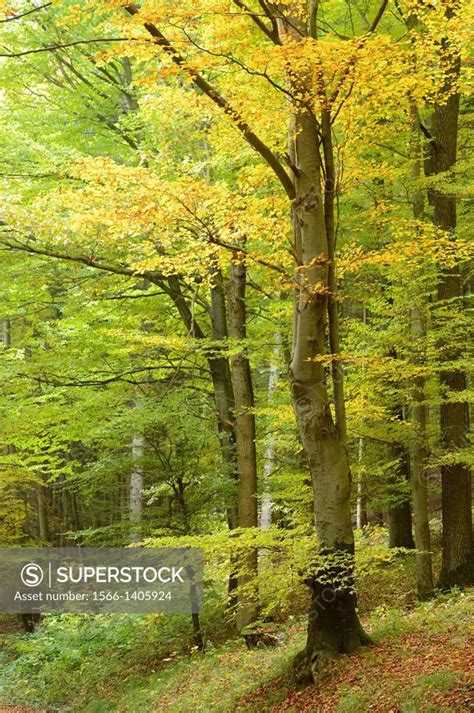 Landscape of an European beech or common beech (Fagus sylvatica) tree ...