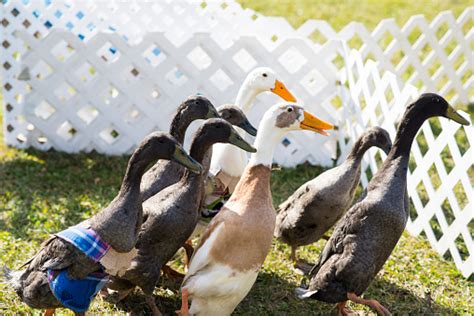 Running Ducks Stock Photo - Download Image Now - Animal, Animal Themes ...