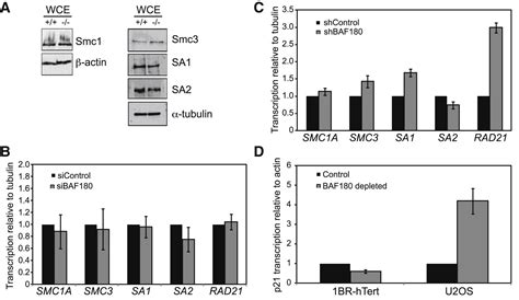 BAF180 Promotes Cohesion and Prevents Genome Instability and Aneuploidy ...