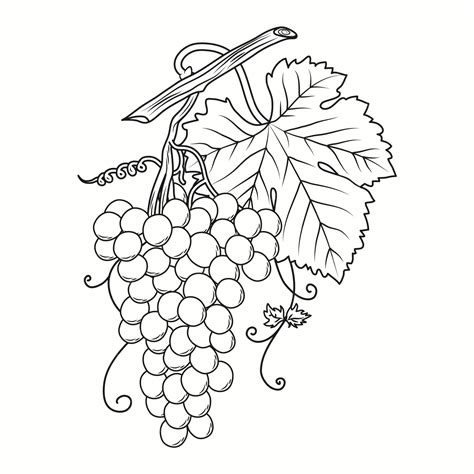 grape vine drawing 4