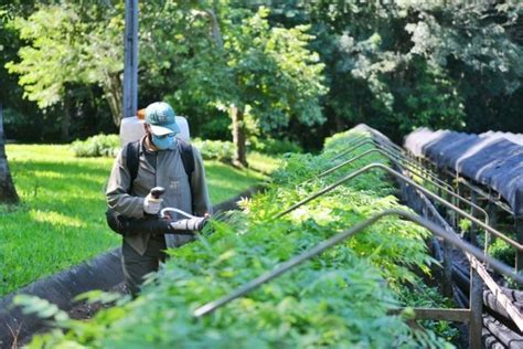 Vivero de Itaipu produjo más de 1 100 000 de plantines de especies