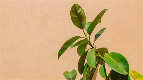 Overwatered Rubber Plant How To Identify Treat Prevent It