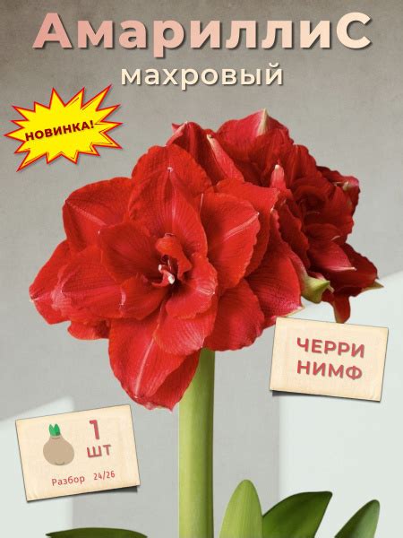 Амариллис Гиппеаструм махровый Черри Нимф, 1 луковица купить на OZON по ...